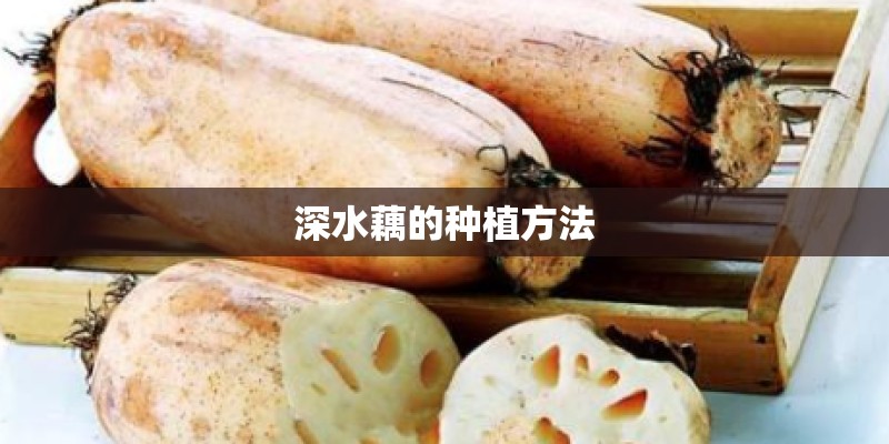 深水藕的种植方法