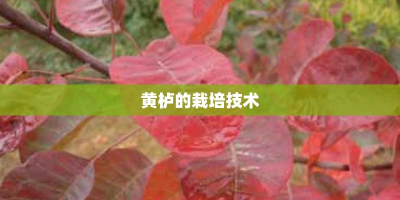 黄栌的栽培技术