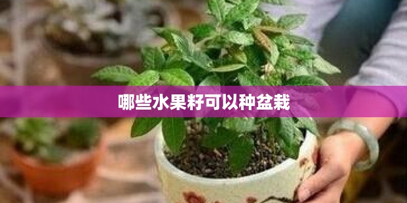 哪些水果籽可以种盆栽
