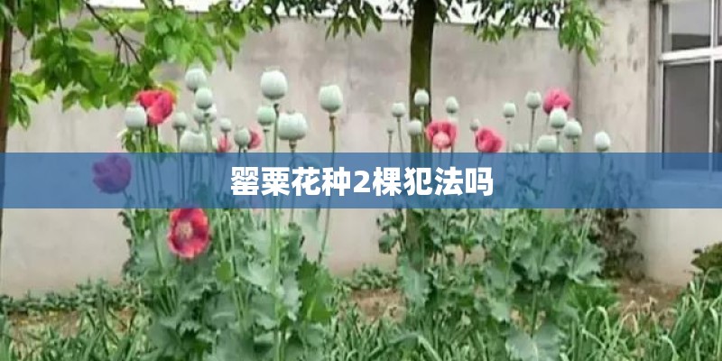 罂粟花种2棵犯法吗