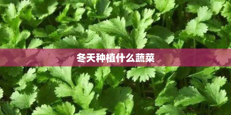 冬天种植什么蔬菜