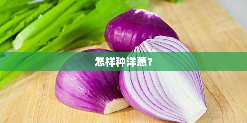 怎样种洋葱？
