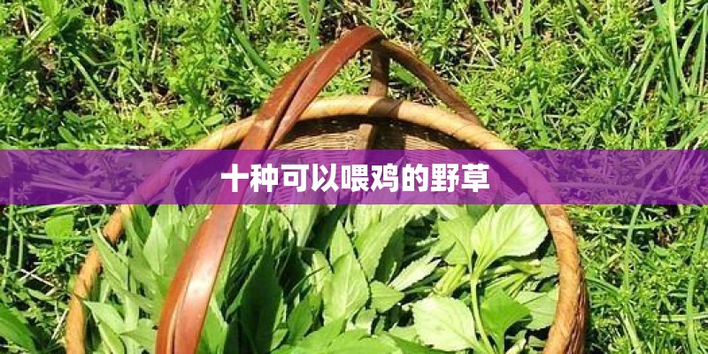 十种可以喂鸡的野草