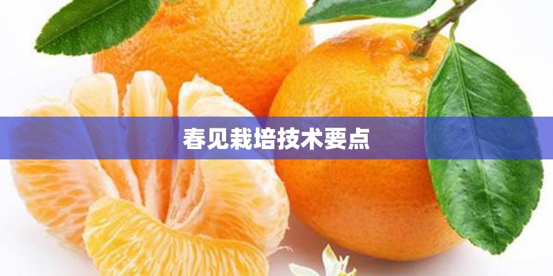 春见栽培技术要点