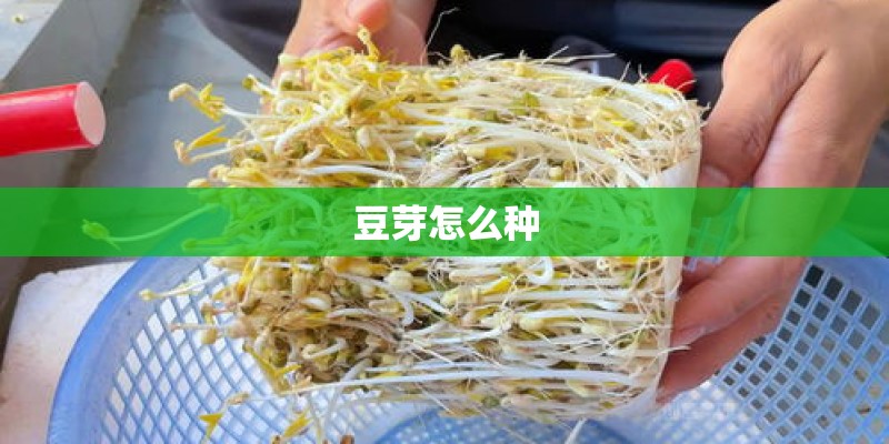 豆芽怎么种