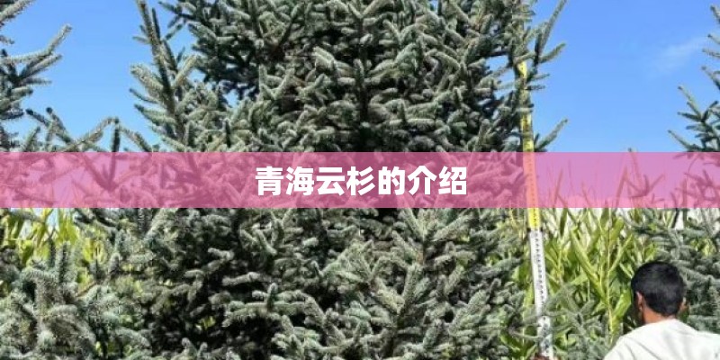 青海云杉的介绍
