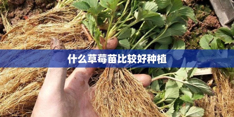 什么草莓苗比较好种植