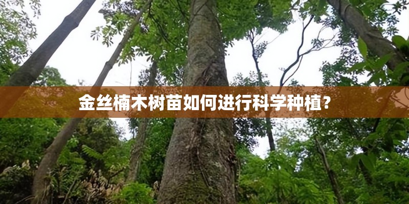金丝楠木树苗如何进行科学种植？