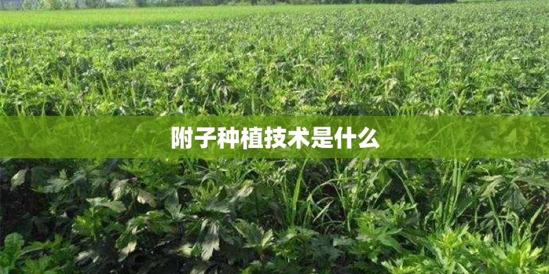 附子种植技术是什么 附子种植技术是什么