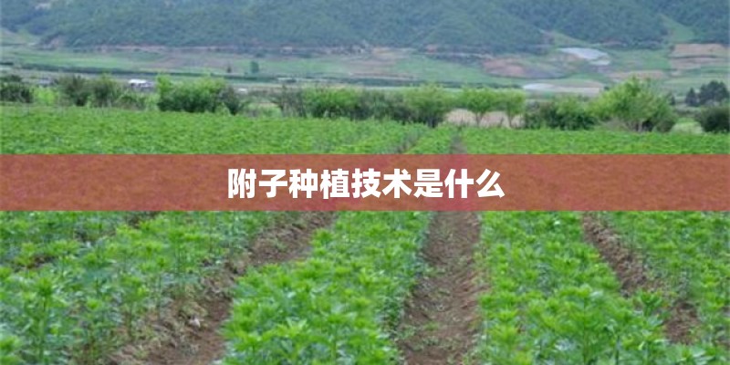 附子种植技术是什么 附子种植技术是什么