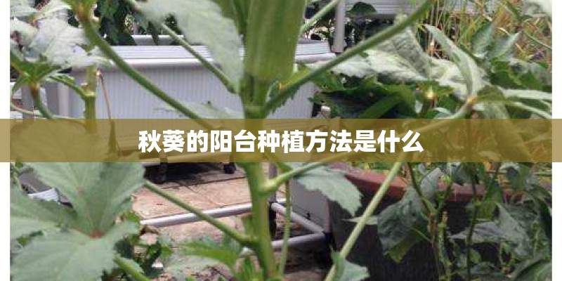 秋葵的阳台种植方法是什么