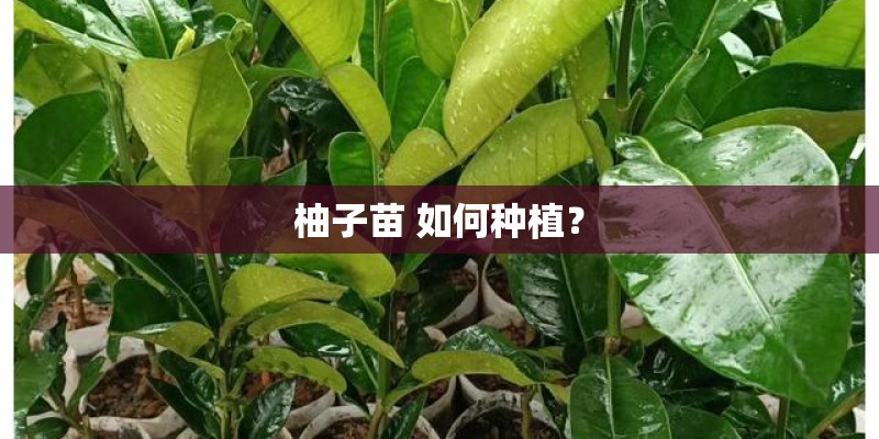 柚子苗 如何种植？