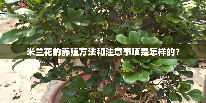 米兰花的养殖方法和注意事项是怎样的？