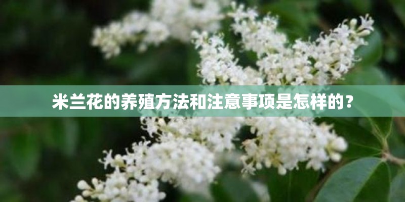 米兰花的养殖方法和注意事项是怎样的？