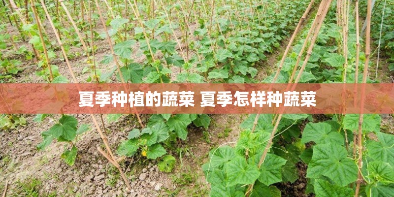 夏季种植的蔬菜 夏季怎样种蔬菜 夏季种植的蔬菜 夏季怎样种蔬菜