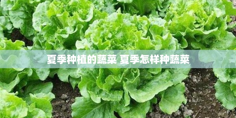 夏季种植的蔬菜 夏季怎样种蔬菜 夏季种植的蔬菜 夏季怎样种蔬菜