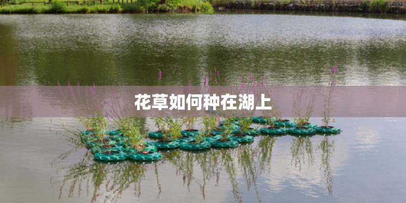 花草如何种在湖上