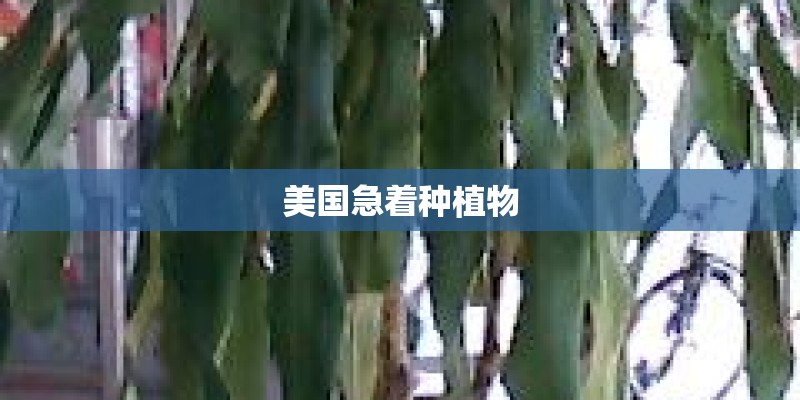 美国急着种植物