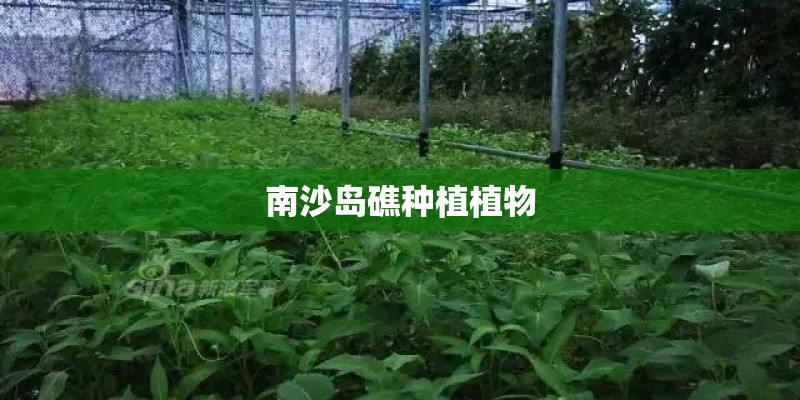 南沙岛礁种植植物