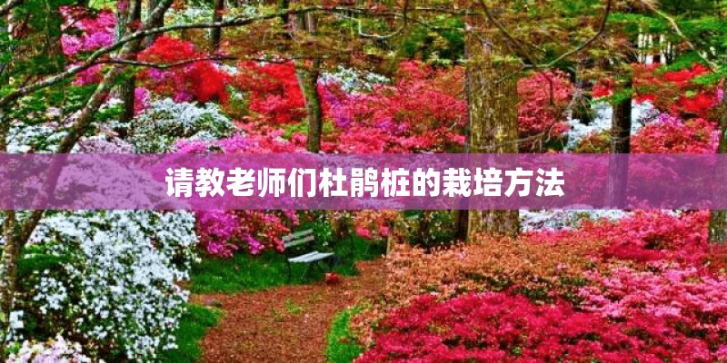 请教老师们杜鹃桩的栽培方法