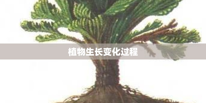 植物生长变化过程
