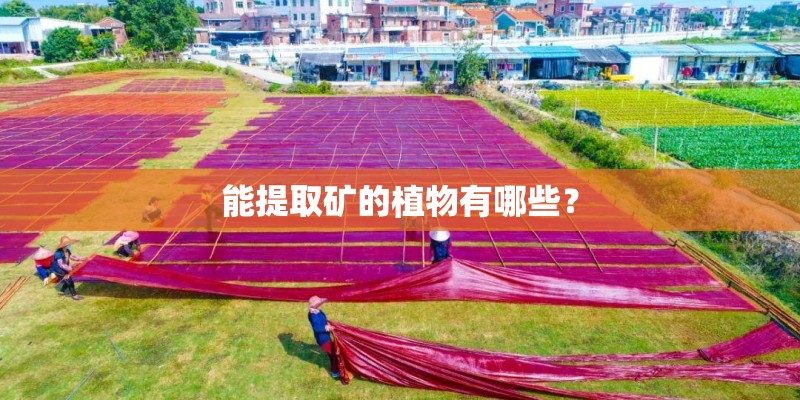 能提取矿的植物有哪些？
