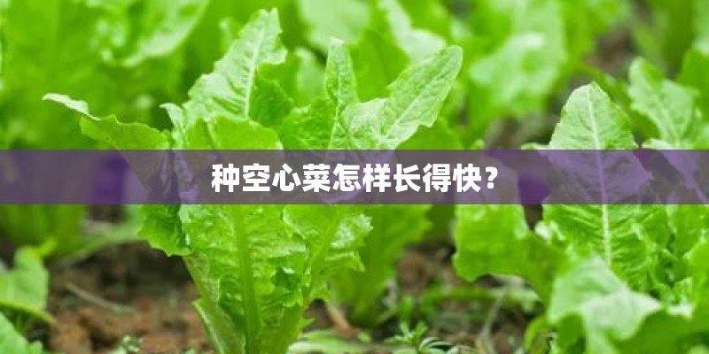 种空心菜怎样长得快？