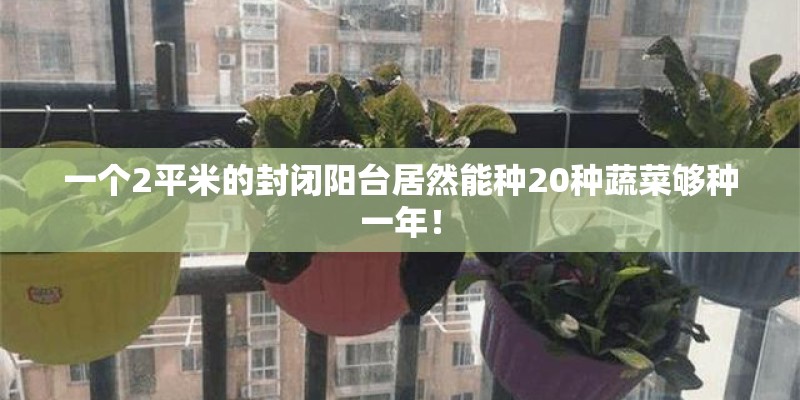 一个2平米的封闭阳台居然能种20种蔬菜够种一年！