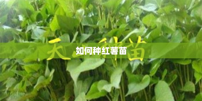 如何种红薯苗 如何种红薯苗
