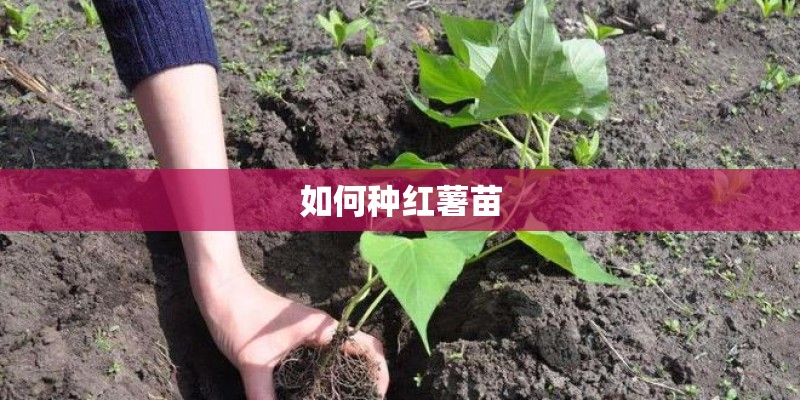 如何种红薯苗 如何种红薯苗