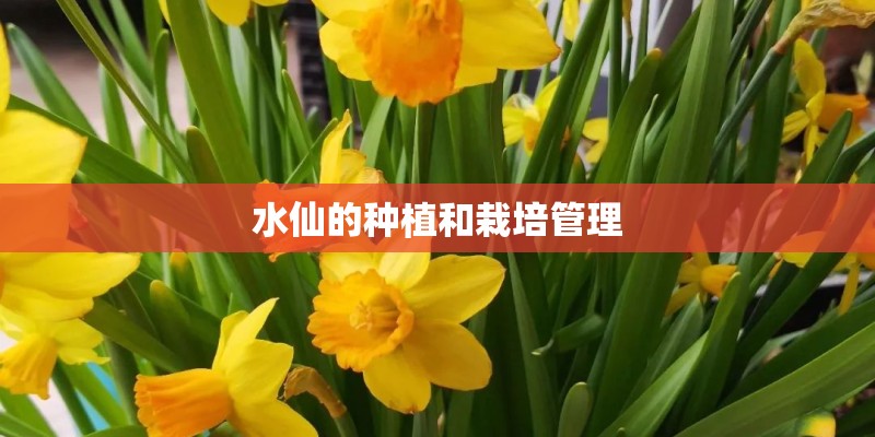 水仙的种植和栽培管理