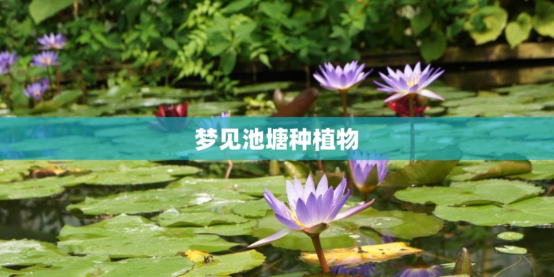 梦见池塘种植物