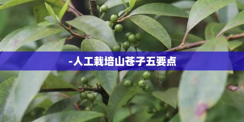 -人工栽培山苍子五要点