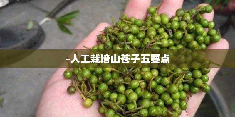 -人工栽培山苍子五要点