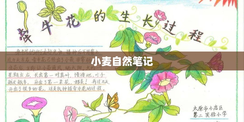 小麦自然笔记