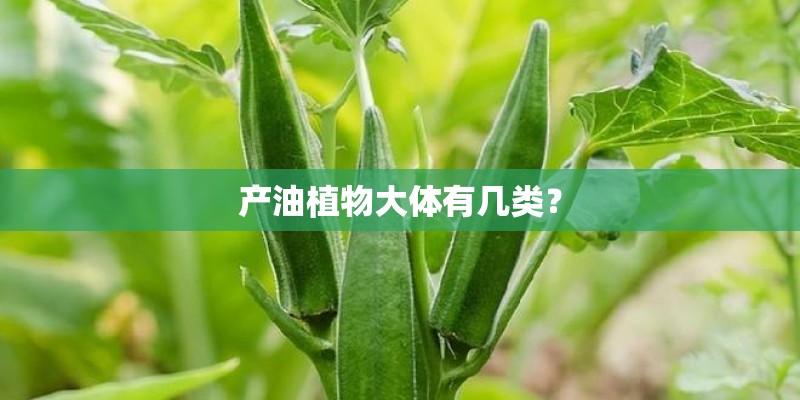 产油植物大体有几类？
