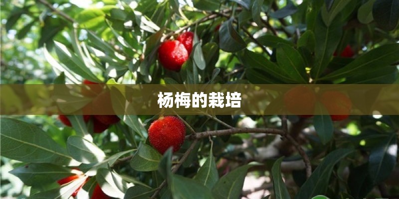 杨梅的栽培
