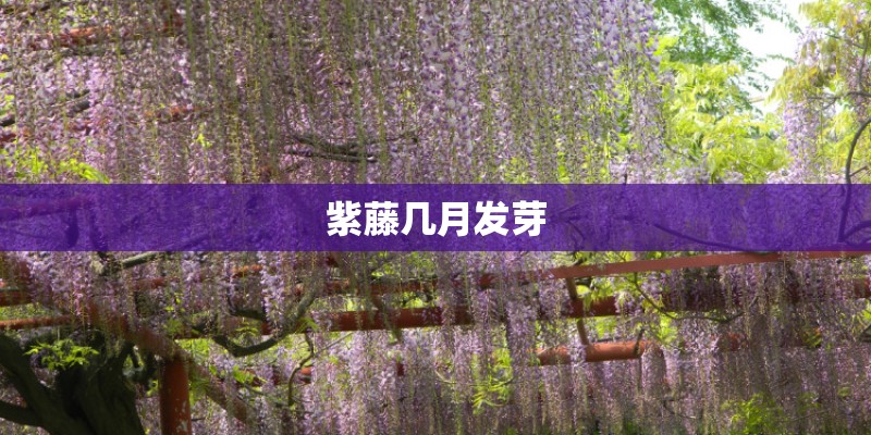 紫藤几月发芽