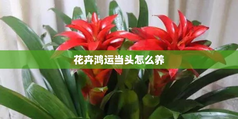 花卉鸿运当头怎么养