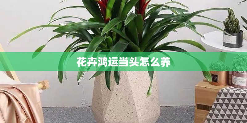 花卉鸿运当头怎么养