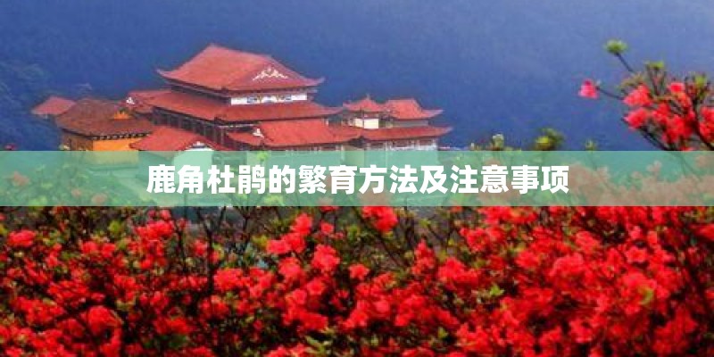 鹿角杜鹃的繁育方法及注意事项