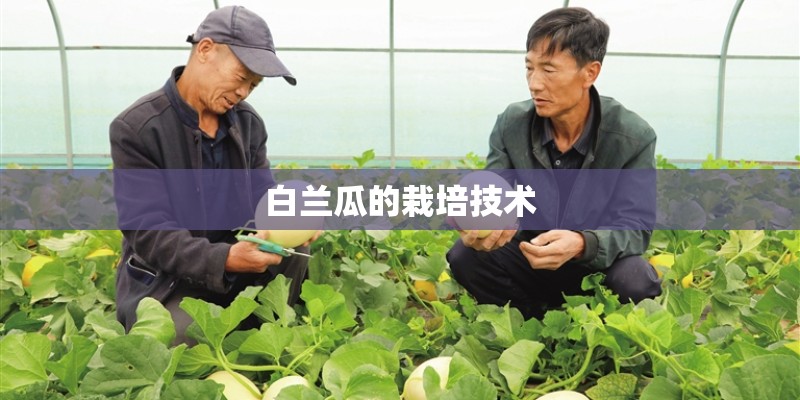 白兰瓜的栽培技术