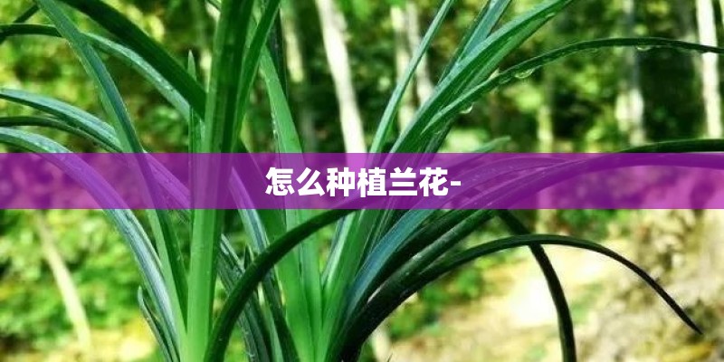 怎么种植兰花- 怎么种植兰花-