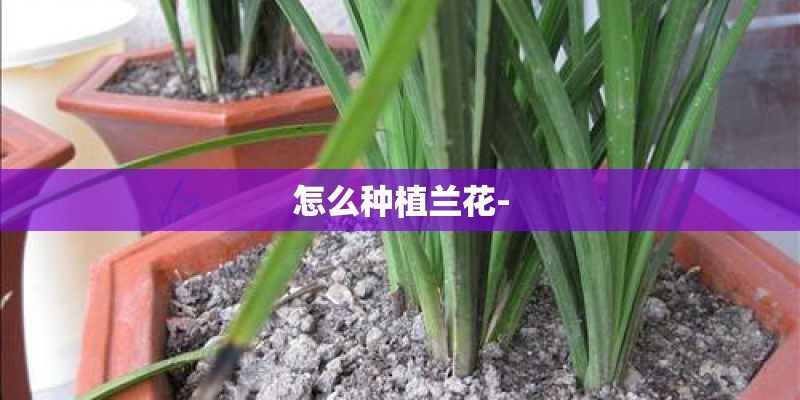 怎么种植兰花- 怎么种植兰花-