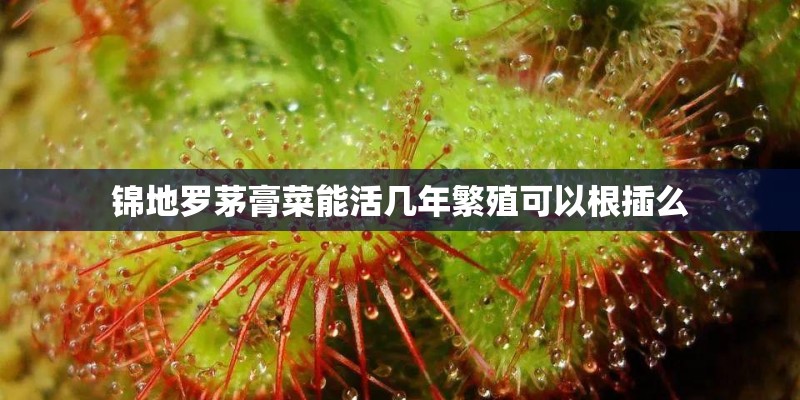 锦地罗茅膏菜能活几年繁殖可以根插么