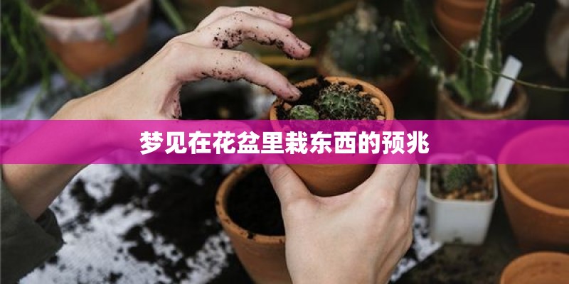 梦见在花盆里栽东西的预兆