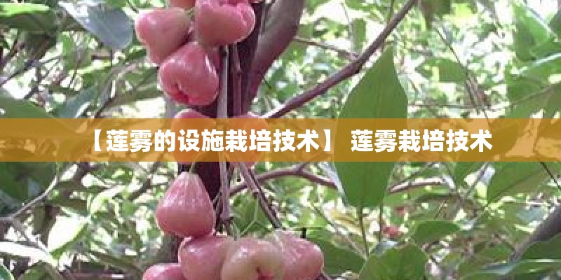 【莲雾的设施栽培技术】 莲雾栽培技术