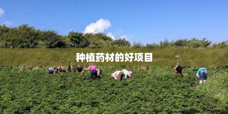 种植药材的好项目