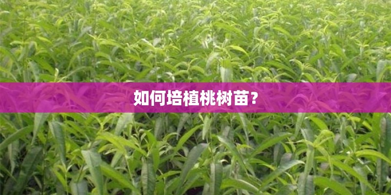 如何培植桃树苗？