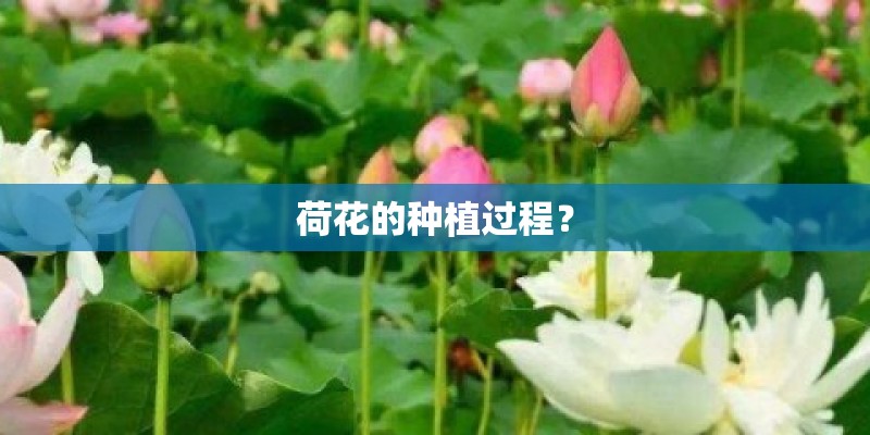 荷花的种植过程？